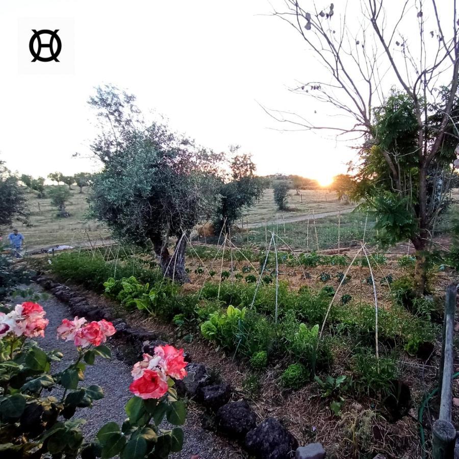 Herdade Da Ordem Cabeço de Vide Εξωτερικό φωτογραφία
