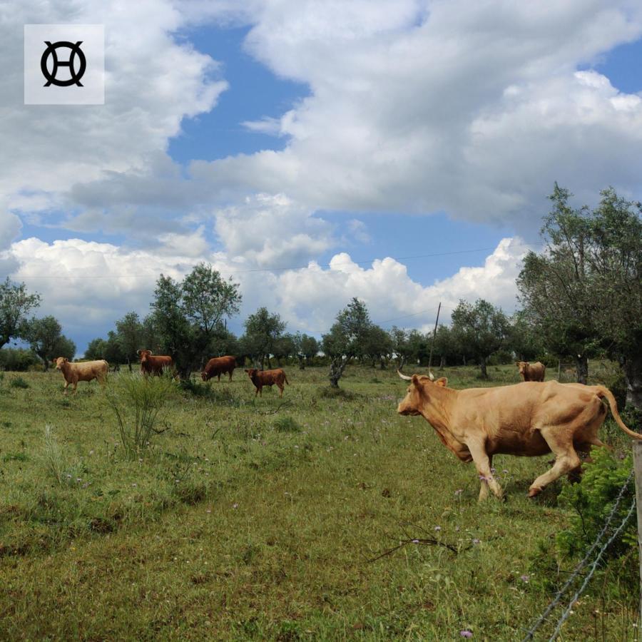 Herdade Da Ordem Cabeço de Vide Εξωτερικό φωτογραφία